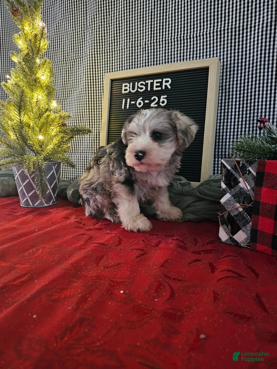 Miniature Schnauzer dogs for sale: Buster - Ad 5