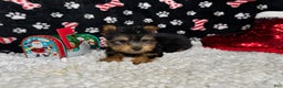 Yorkshire Terrier dogs for sale: Yorkshire Terrier Puppy 2 - Ad 2