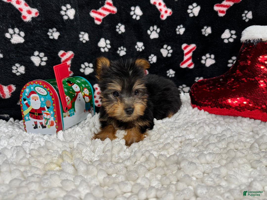 Yorkshire Terrier dogs for sale: Yorkshire Terrier Puppy 2 - Ad 2