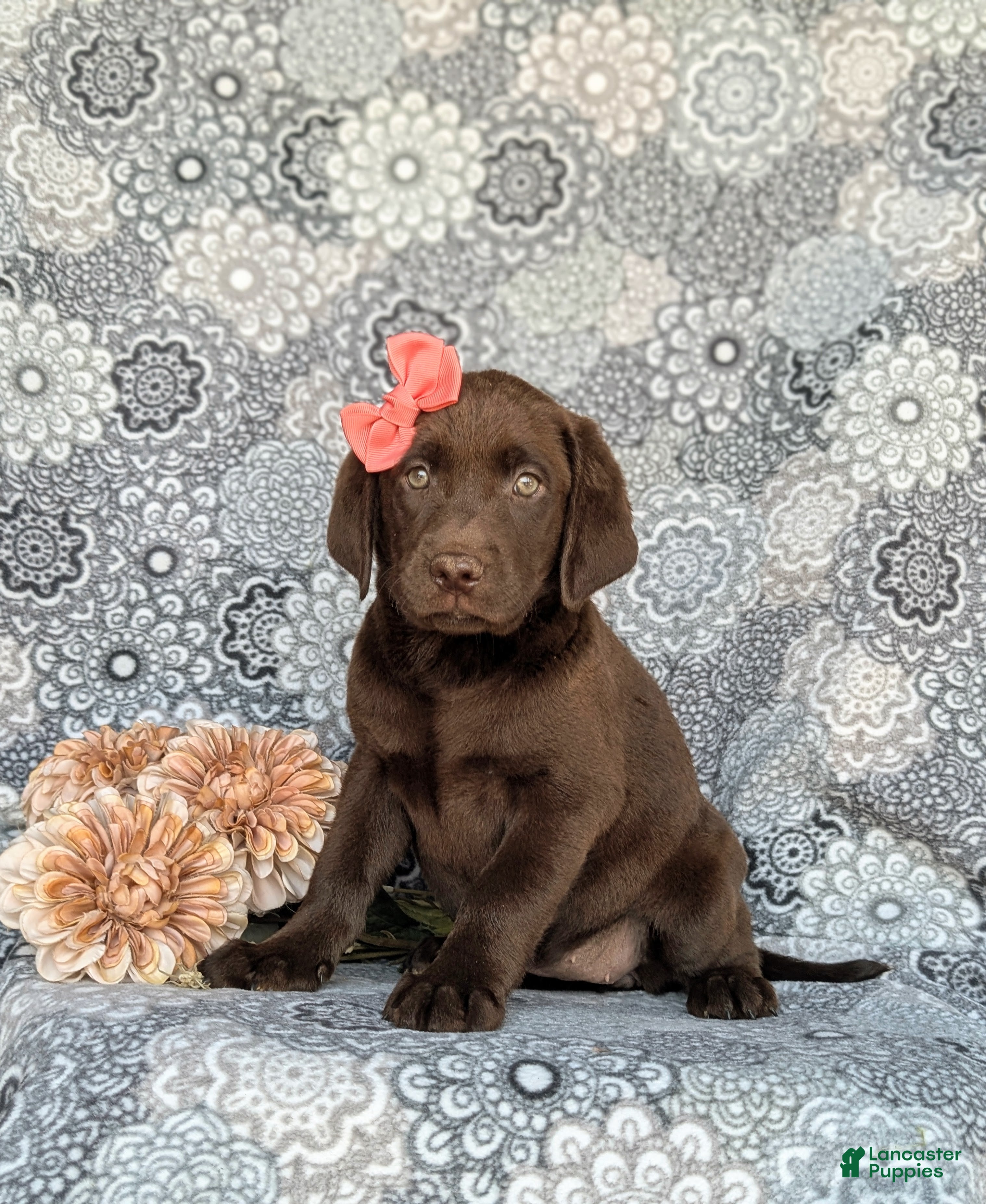 Labrador Retriever dogs Belinda - Ad 1