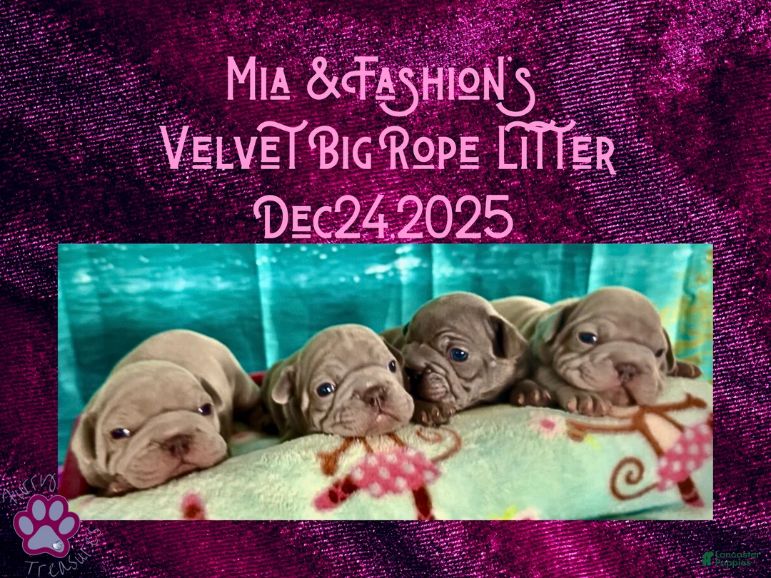 French Bulldog dogs for sale: Prestyn “Orange” Collar Male - Ad 7