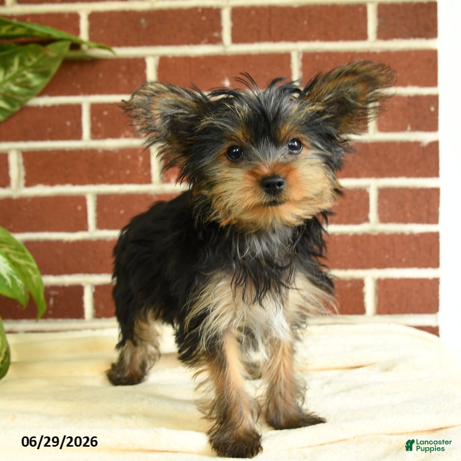 Yorkshire Terrier dogs Nutella - Ad 1