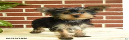 Yorkshire Terrier dogs for sale: Nutella - Ad 1