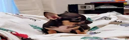 Chihuahua dogs for sale: Trevor (teacup) - Ad 4