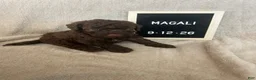 Lagotto Romagnolo dogs for sale: Magali - Ad 1