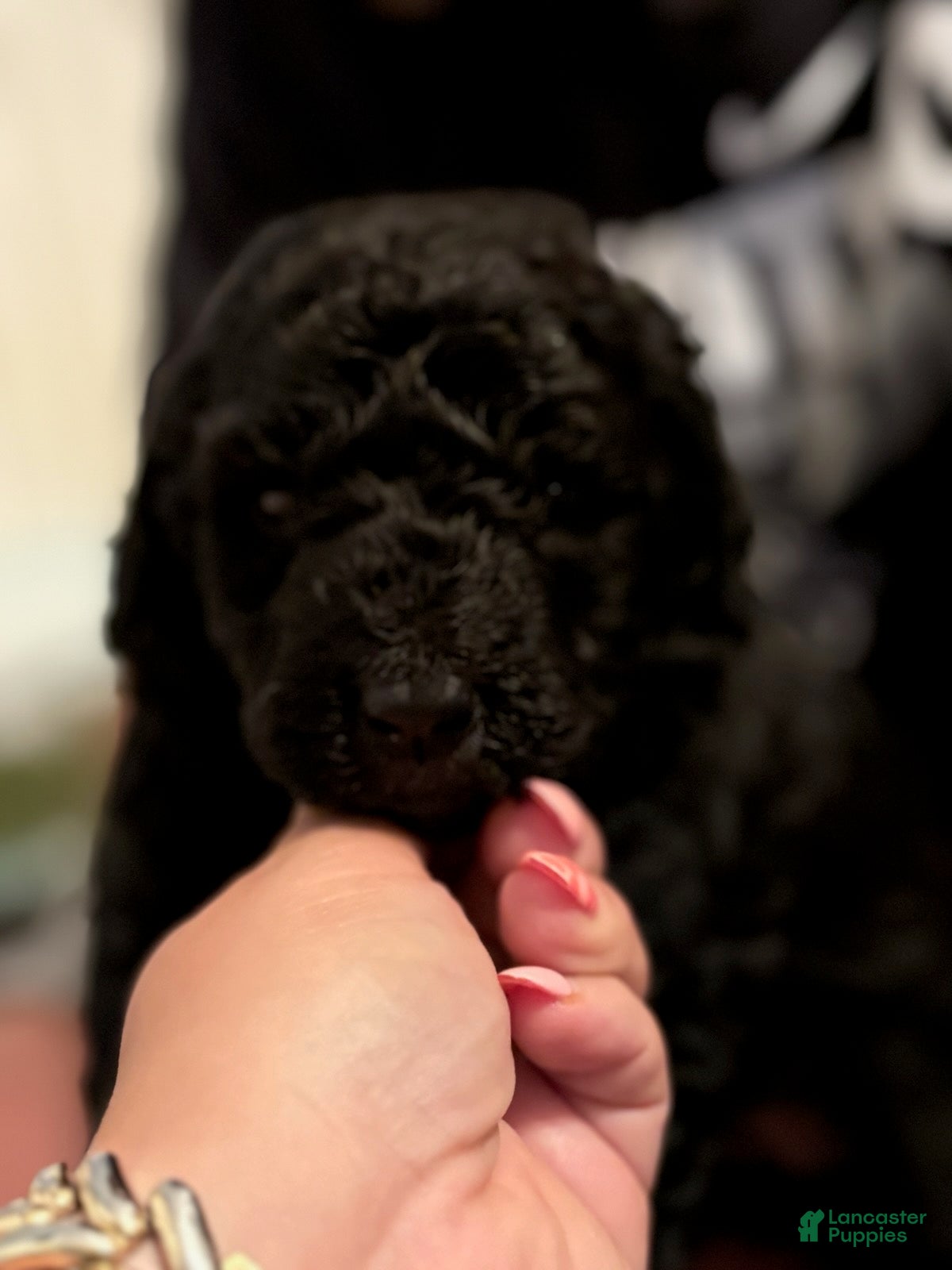 Goldendoodle dogs Black Girl - Ad 2