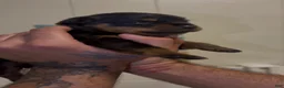 Rottweiler dogs for sale: Rottweiler - Ad 3