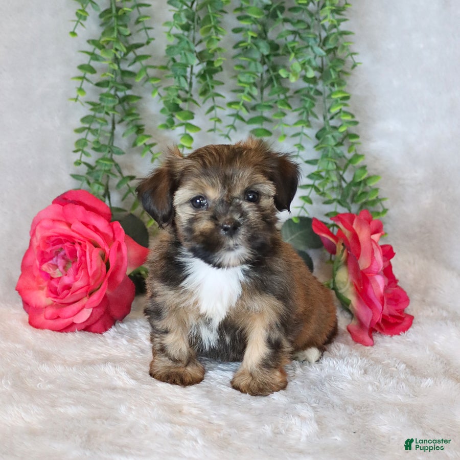 Shorkie dogs Lisa  - Ad 1