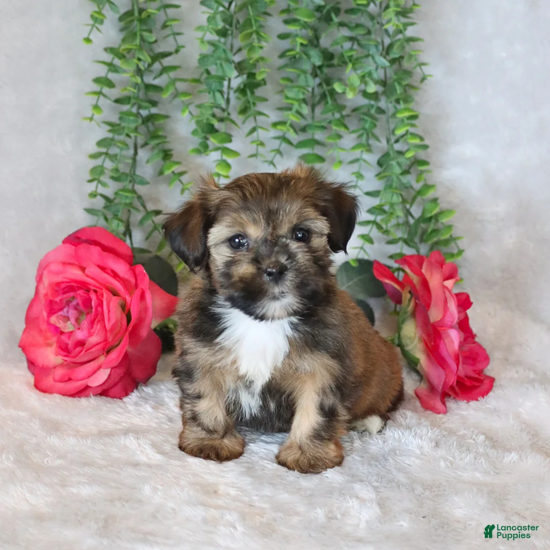 Shorkie dogs for sale: Lisa  - Ad 1