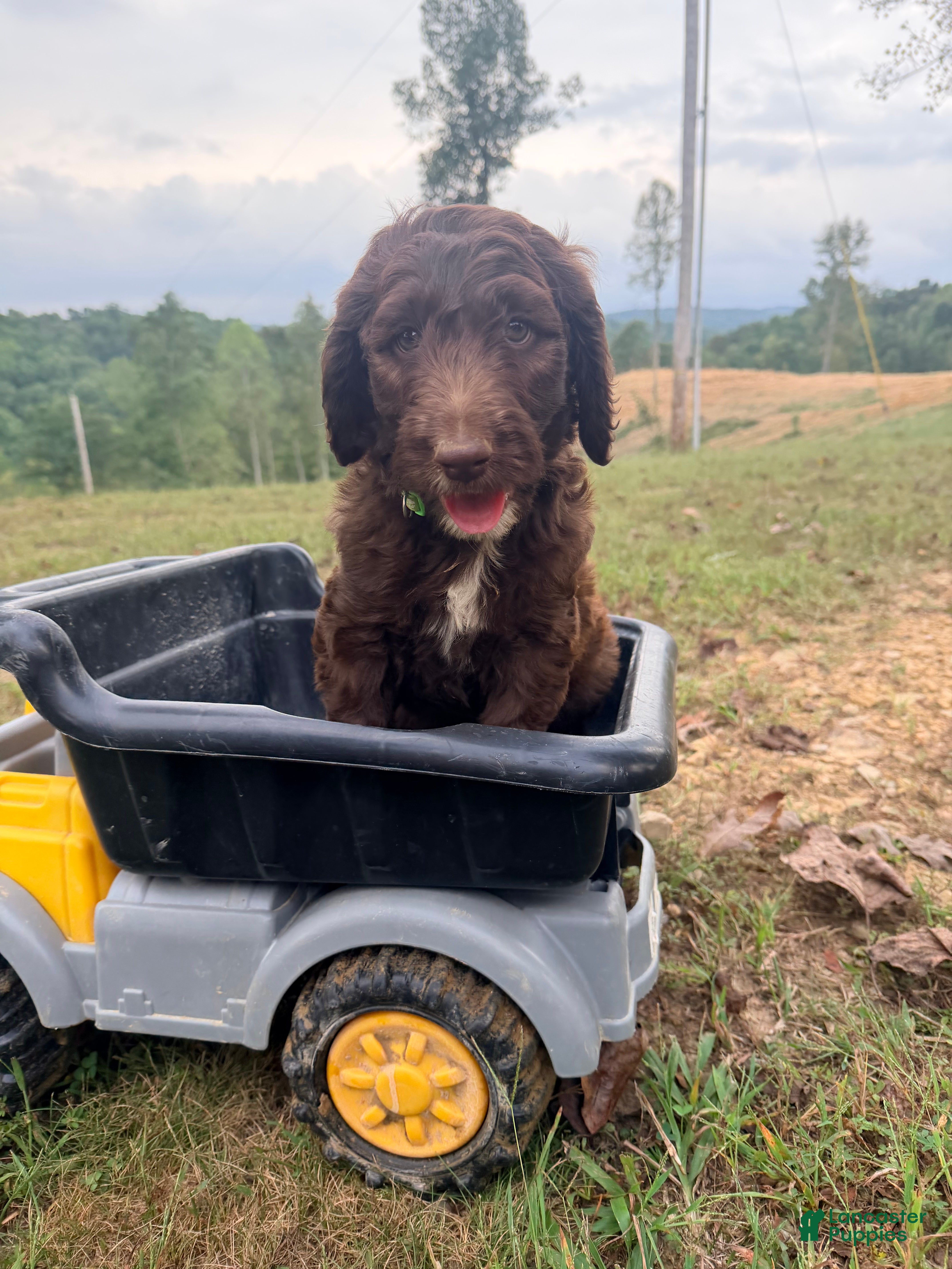 Goldendoodle dogs Goldendoodle 4 - Ad 2