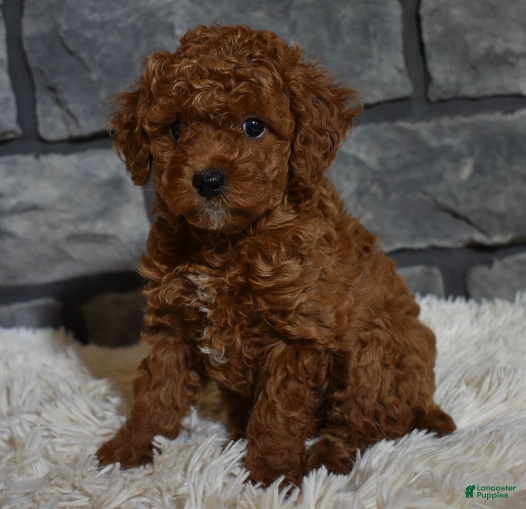 Toy Poodle dogs for sale: Cinnamon  - Ad 2