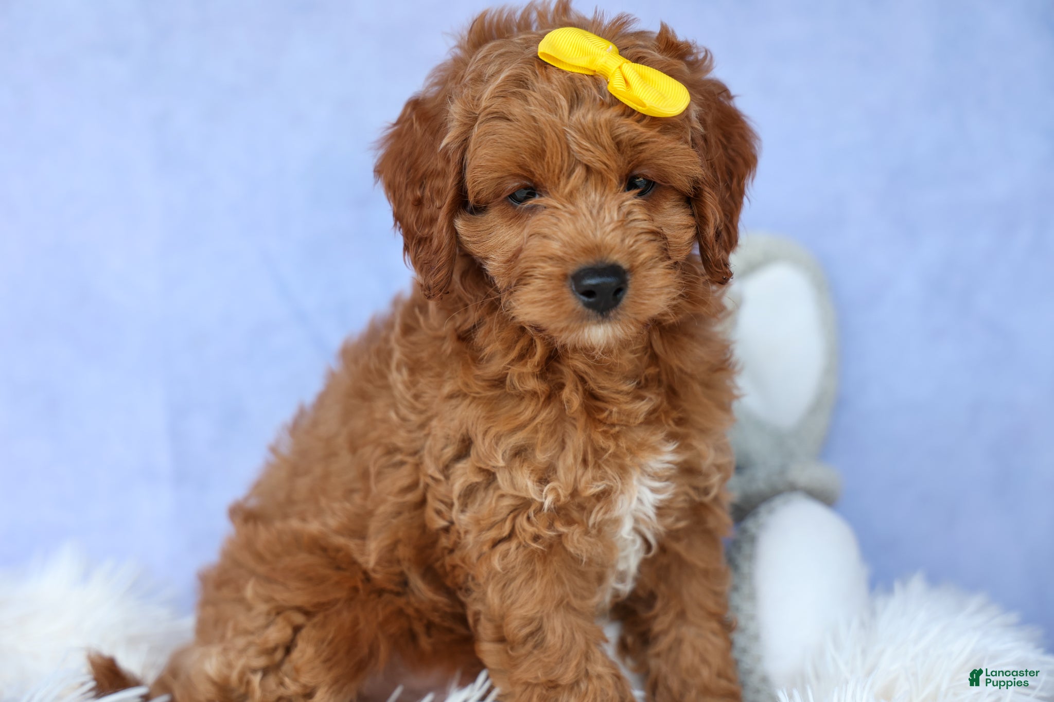 Cavapoo dogs TITUS - Ad 1