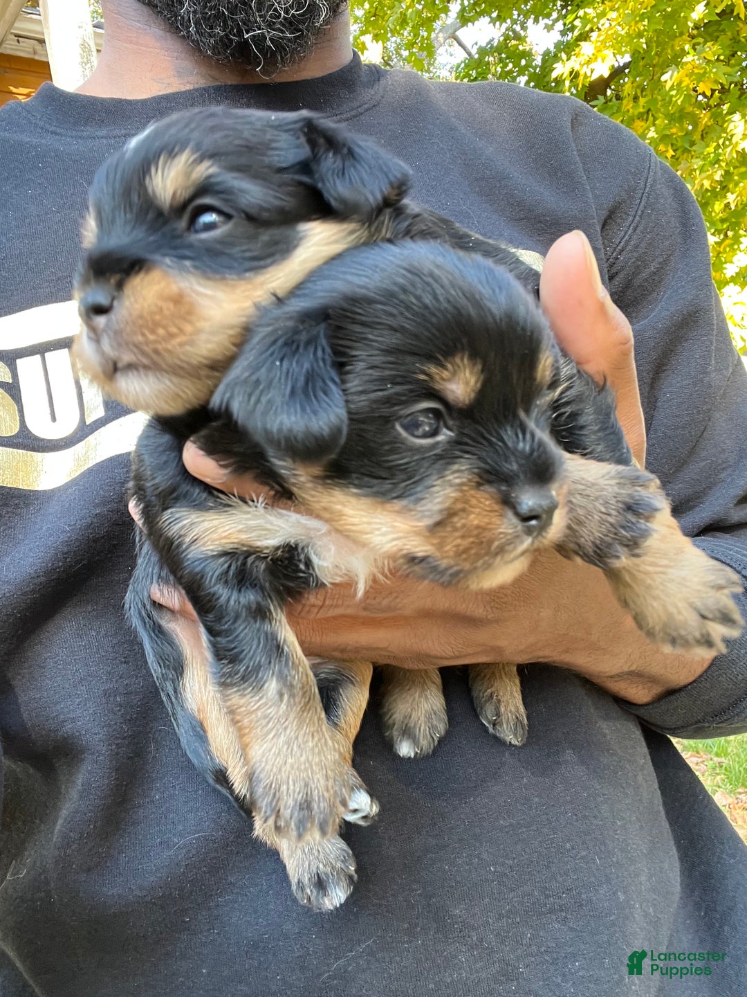 Yorkiepoo dogs for sale: Yorkiepoo Puppy 2 (Izzy) - Ad 6