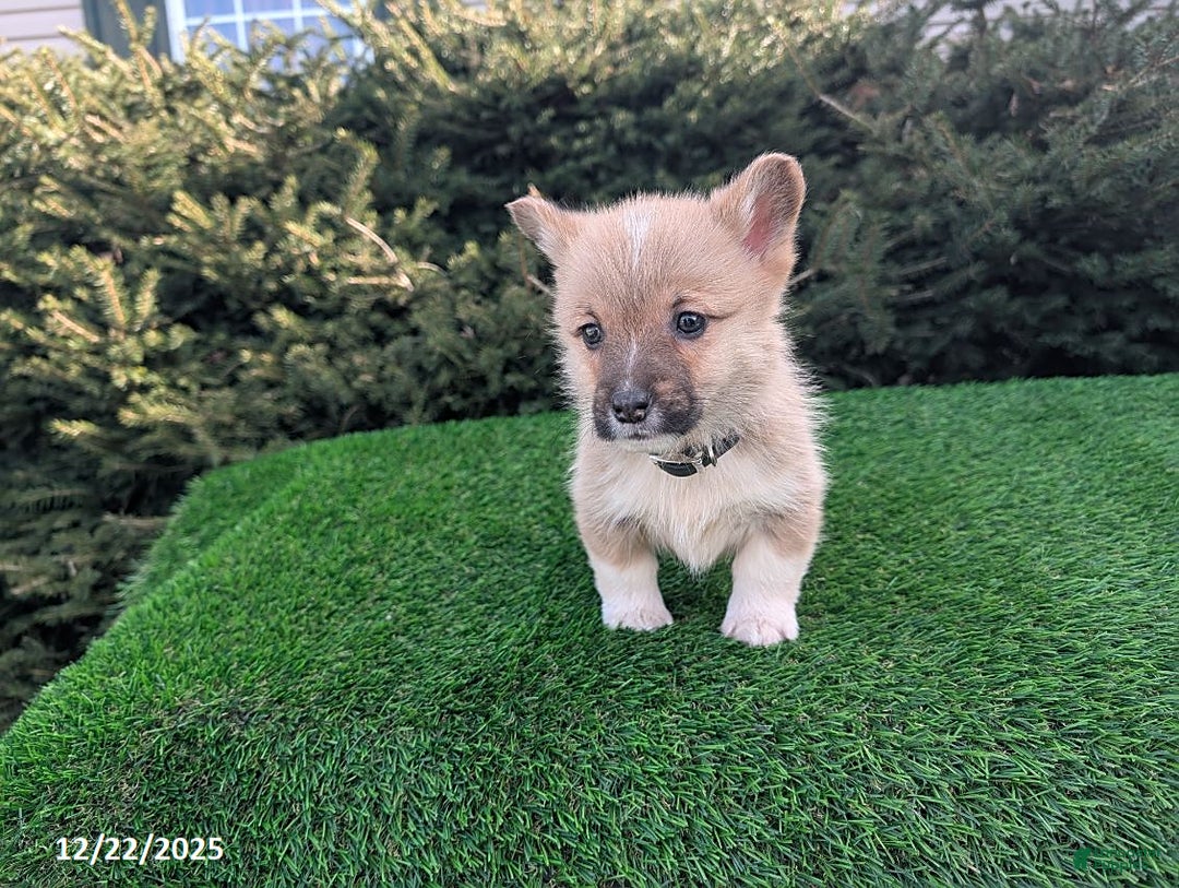 Welsh Corgi Pembroke dogs for sale: Kipper - Ad 4