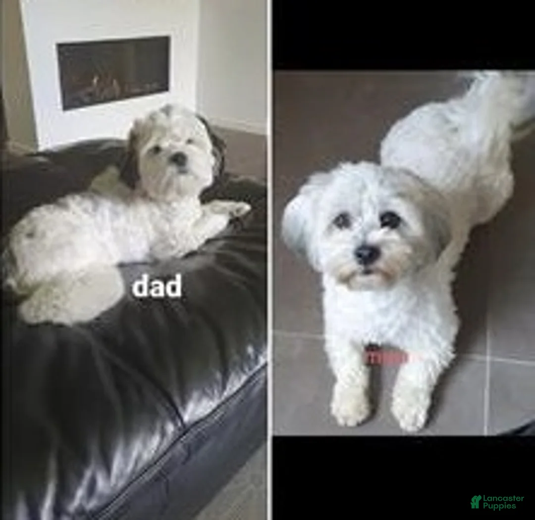 Shih Tzu dogs for sale: Mally - Ad 6