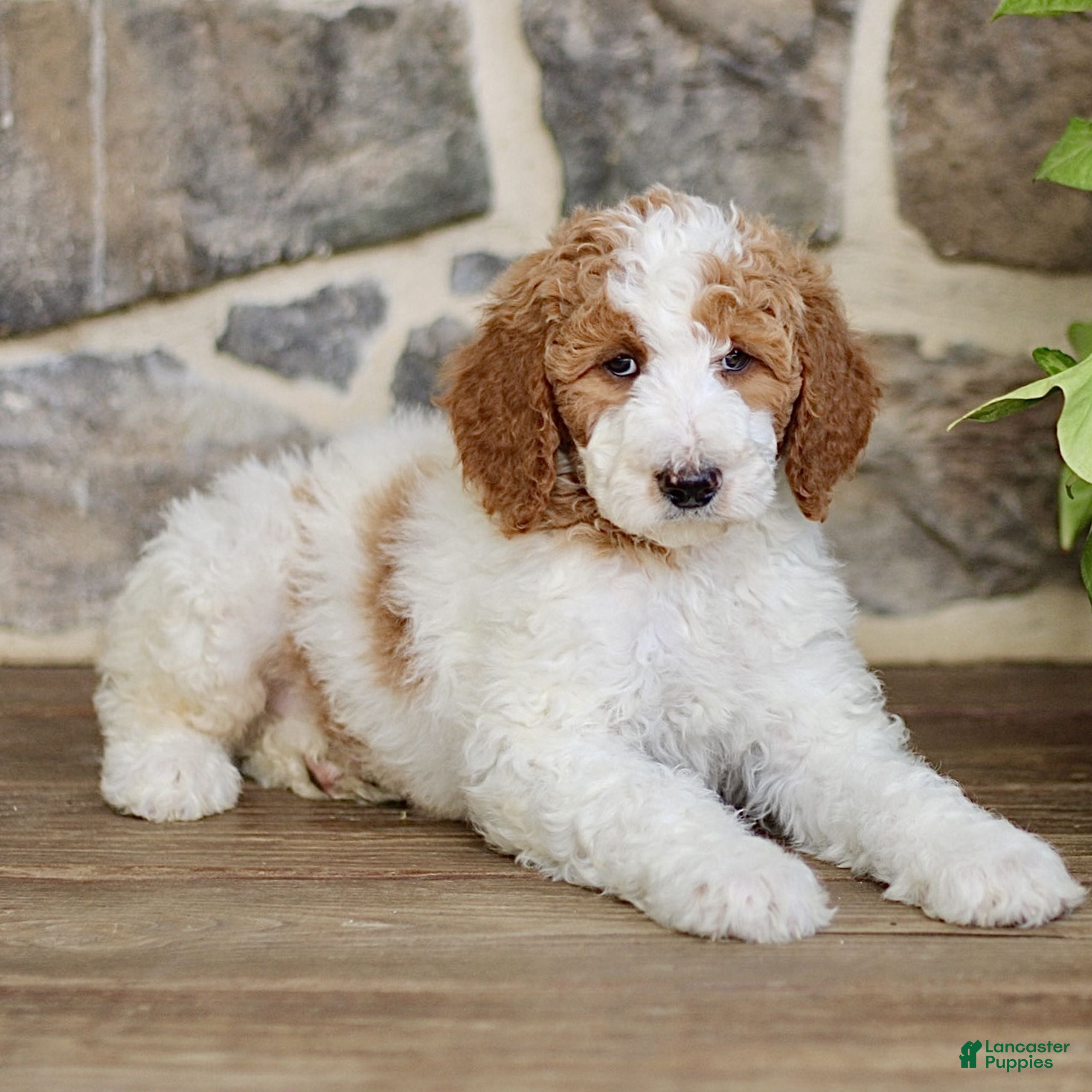 Goldendoodle dogs JR  - Ad 2