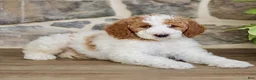 Goldendoodle dogs for sale: JR  - Ad 2