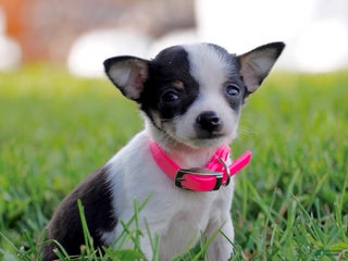 Toy Fox Terrier dogs - Ad 9