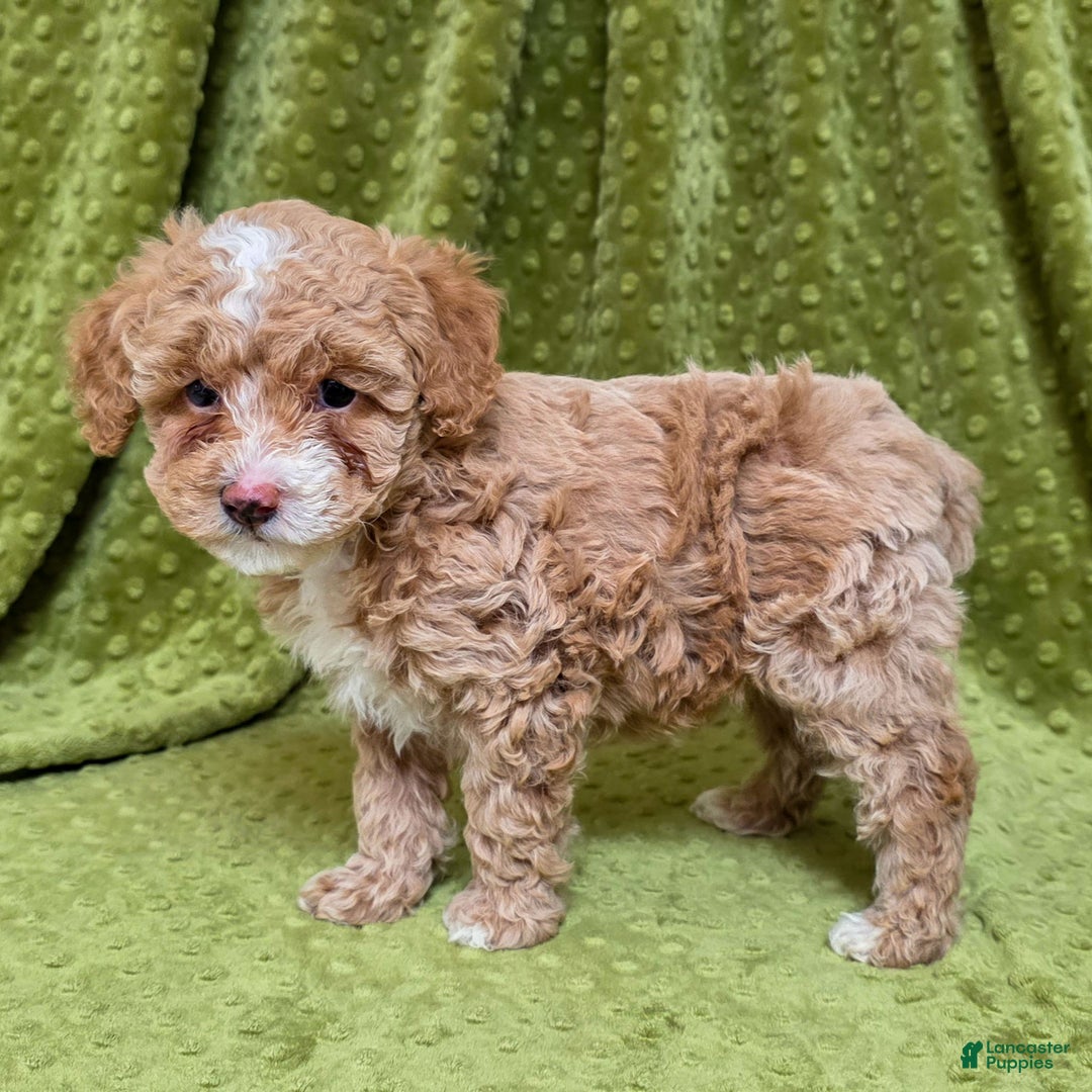 Standard Poodle dogs for sale: Cactus - Ad 3