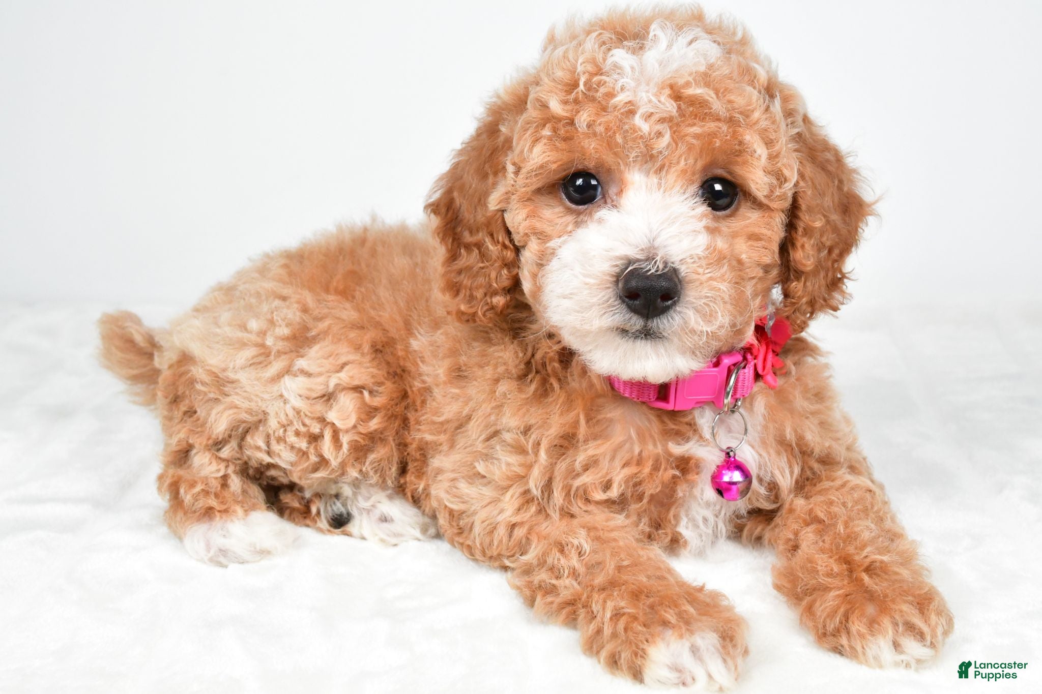 Miniature Poodle dogs Hope - Ad 1
