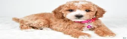 Miniature Poodle dogs for sale: Hope - Ad 1