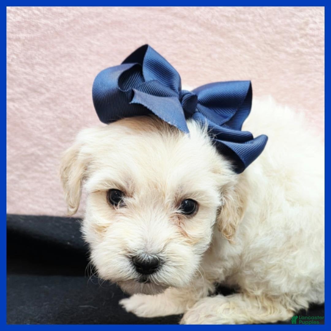 Maltipoo dogs Oakley - Ad 5