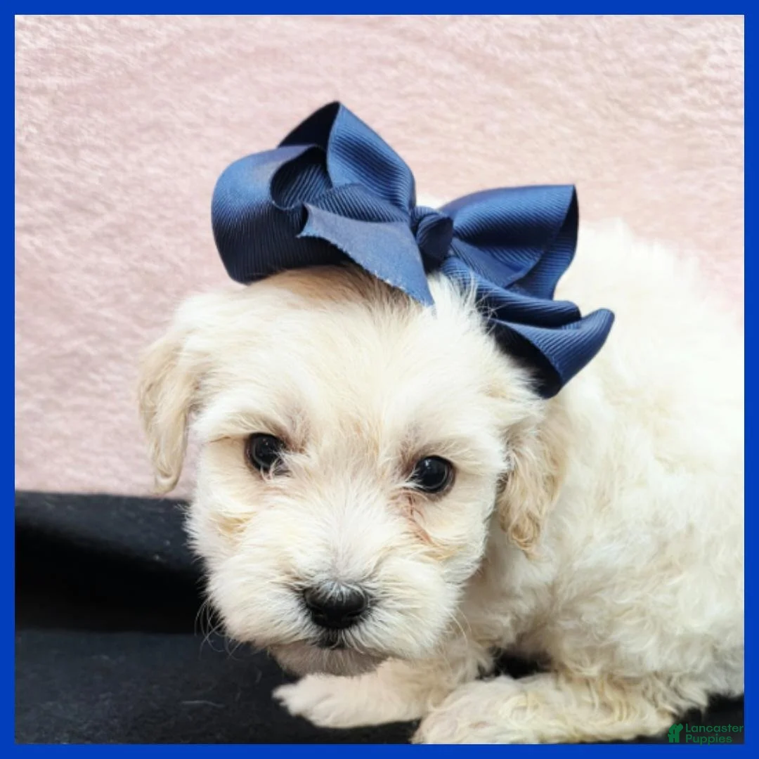 Maltipoo dogs for sale: Oakley - Ad 1