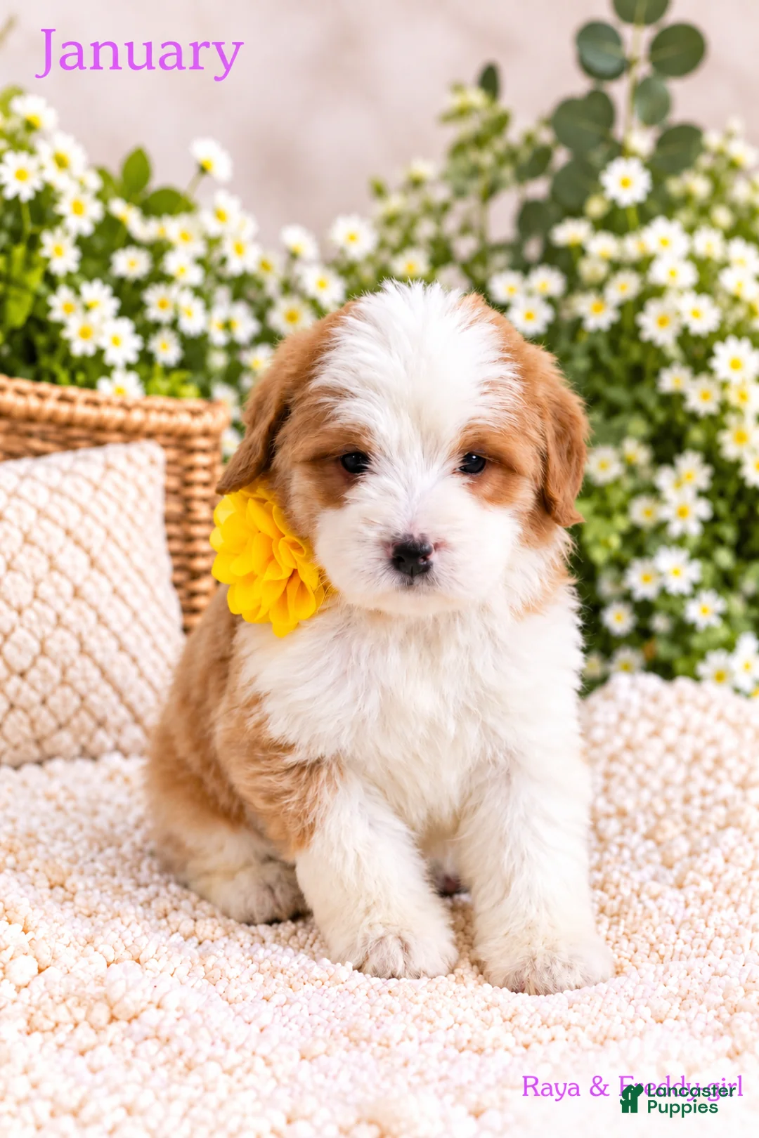 Bernedoodle dogs for sale: January  - Ad 1
