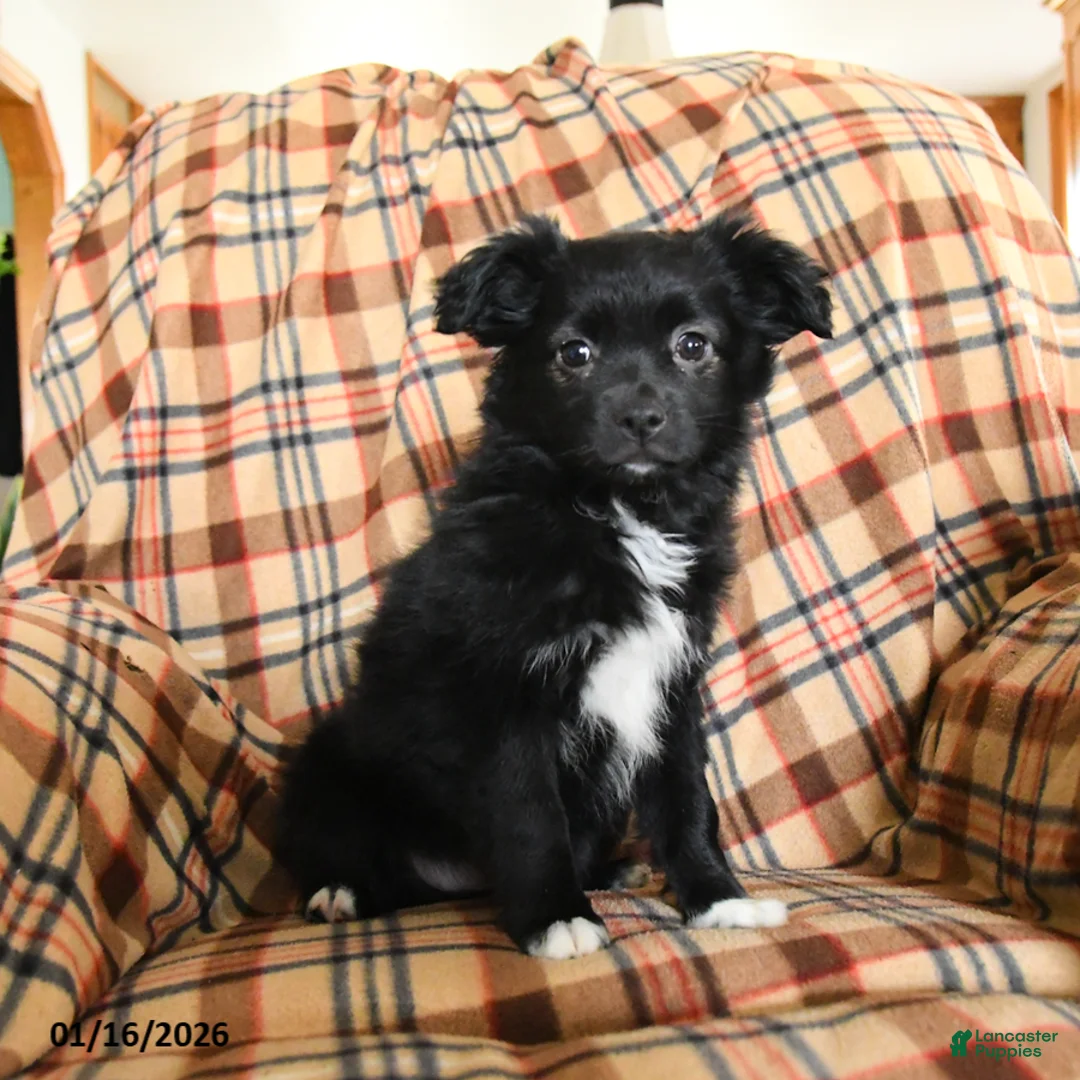 Miniature Australian Shepherd dogs for sale: Cocoa - Ad 5