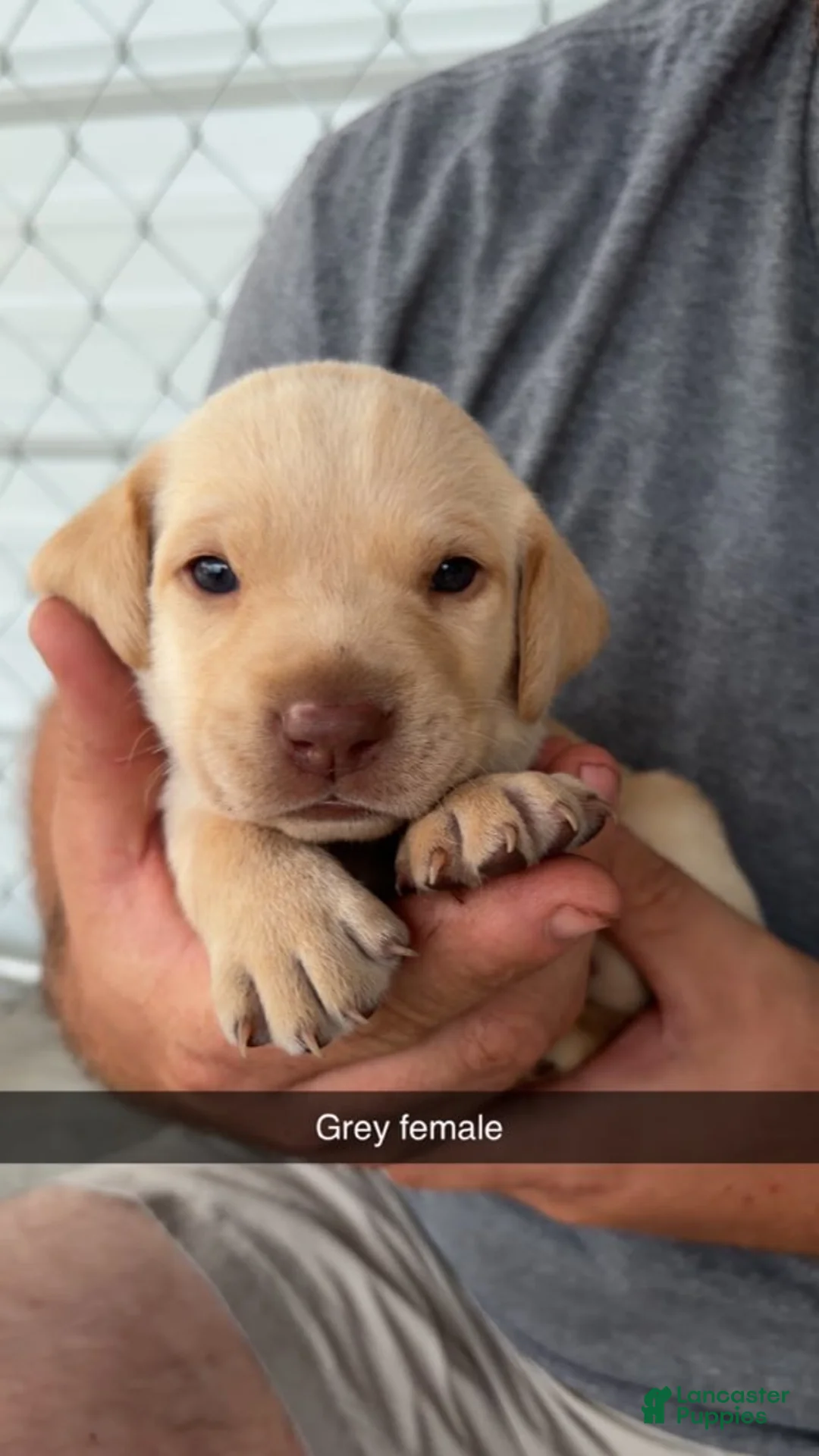 Labrador Retriever dogs for sale: Grey Female - Ad 1