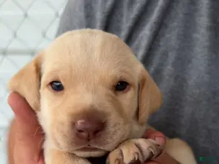 Labrador Retriever dogs Grey Female - Ad 31