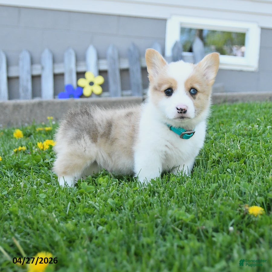 Welsh Corgi Pembroke dogs Blazer - Ad 1