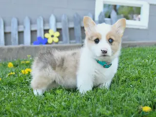 Welsh Corgi Pembroke dogs for sale: Blazer - Ad 4