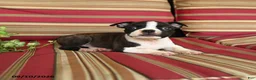 Boston Terrier dogs for sale: Peter - Ad 4