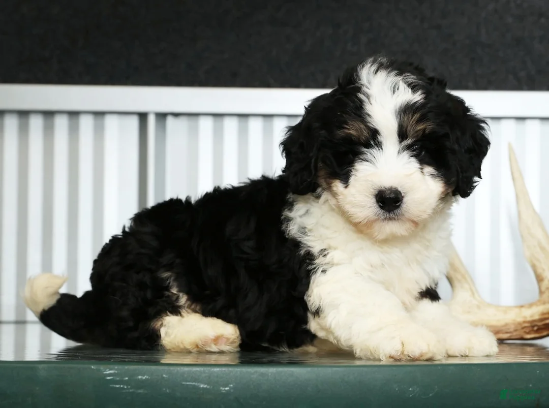 Mini Bernedoodle dogs for sale: Thor - Ad 3