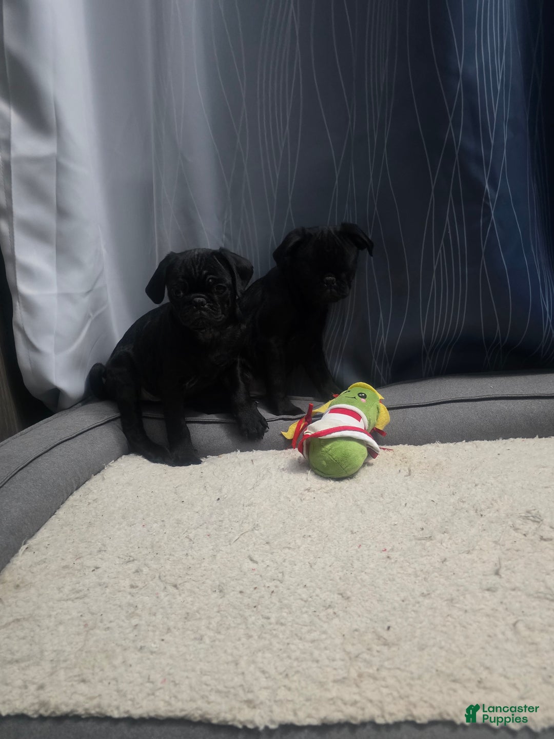 Pug dogs for sale: Pug Puppy 1 - Ad 6