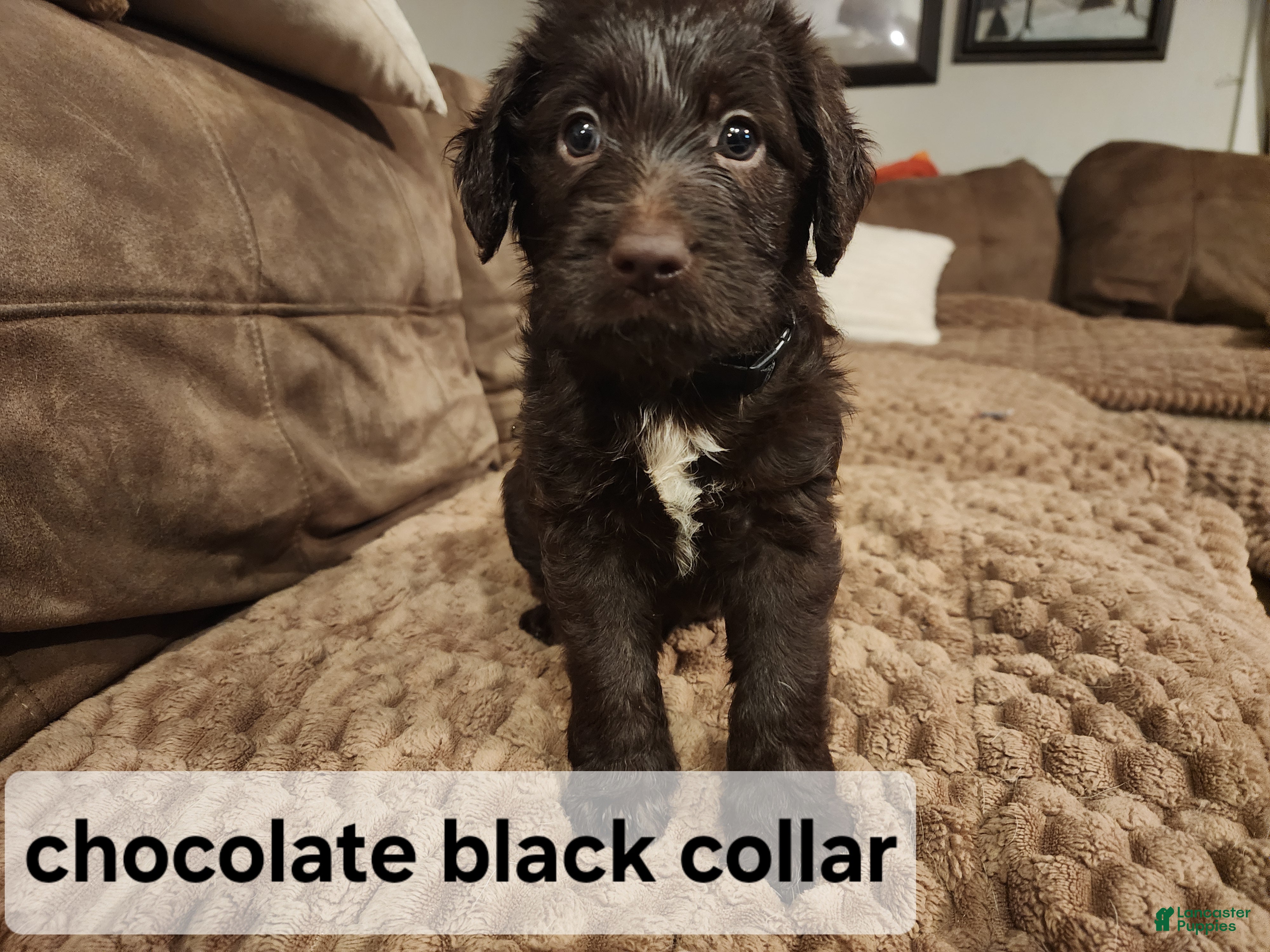 Labradoodle dogs Labradoodle chocolate black collar - Ad 2