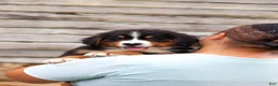 Bernese Mountain Dog dogs for sale: Bobby - Ad 8