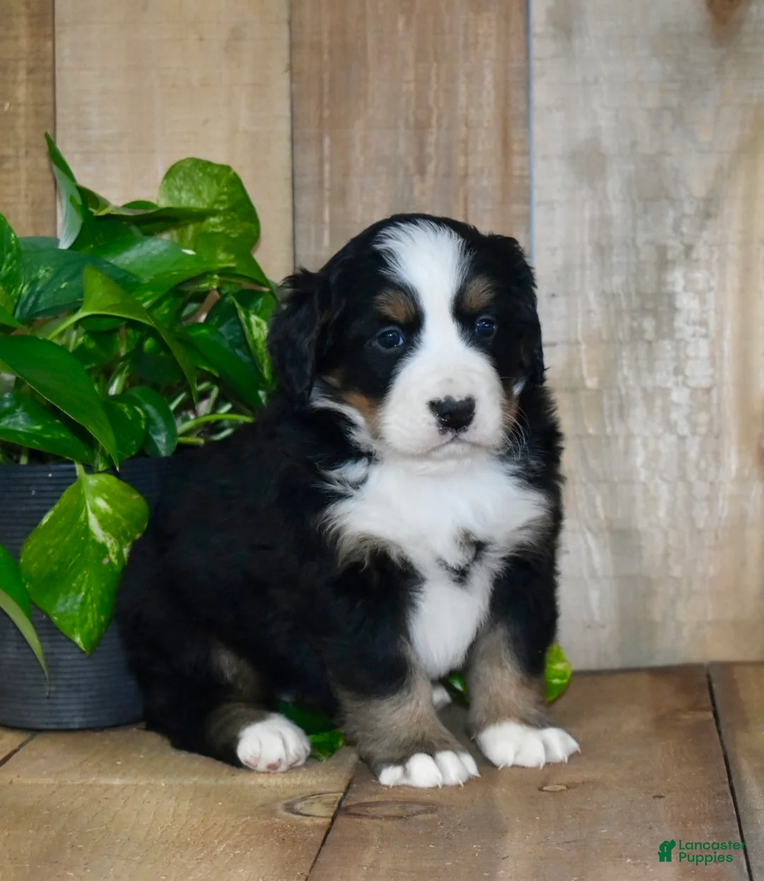 Bernese Mountain Dog dogs for sale: Remy - Ad 5