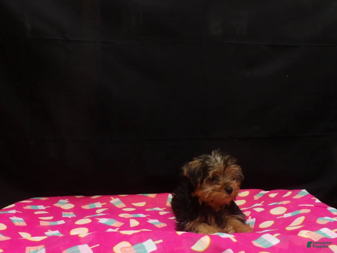 Yorkshire Terrier dogs for sale: Summer - Ad 4