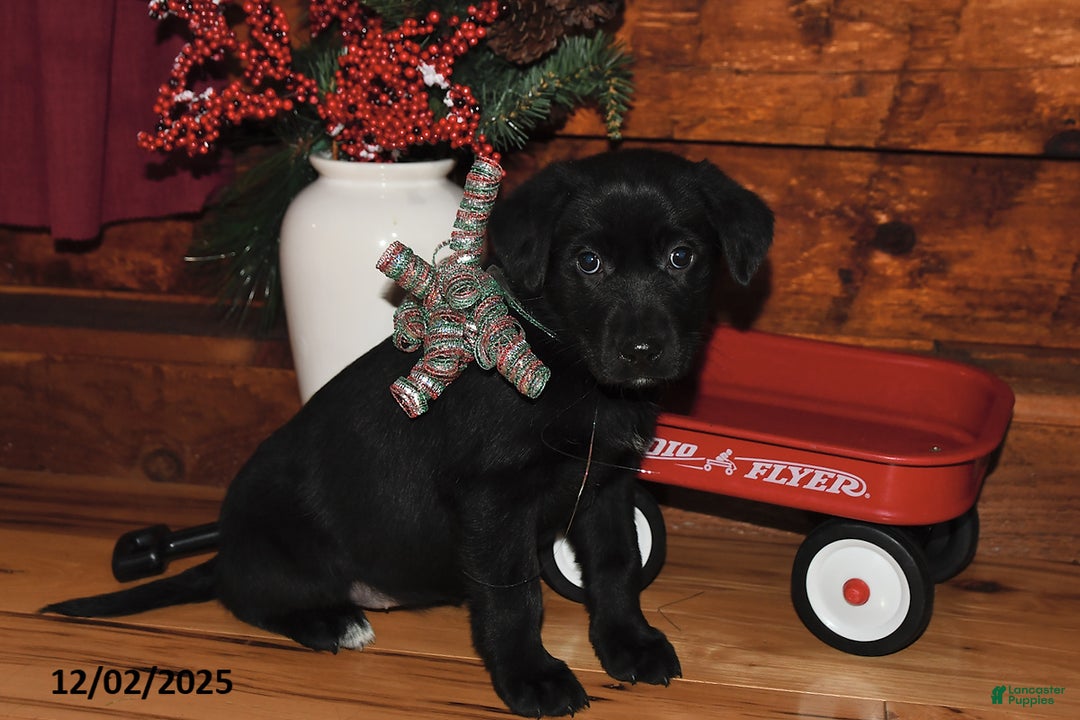 Mixed Breed dogs for sale: Carol  - Ad 1