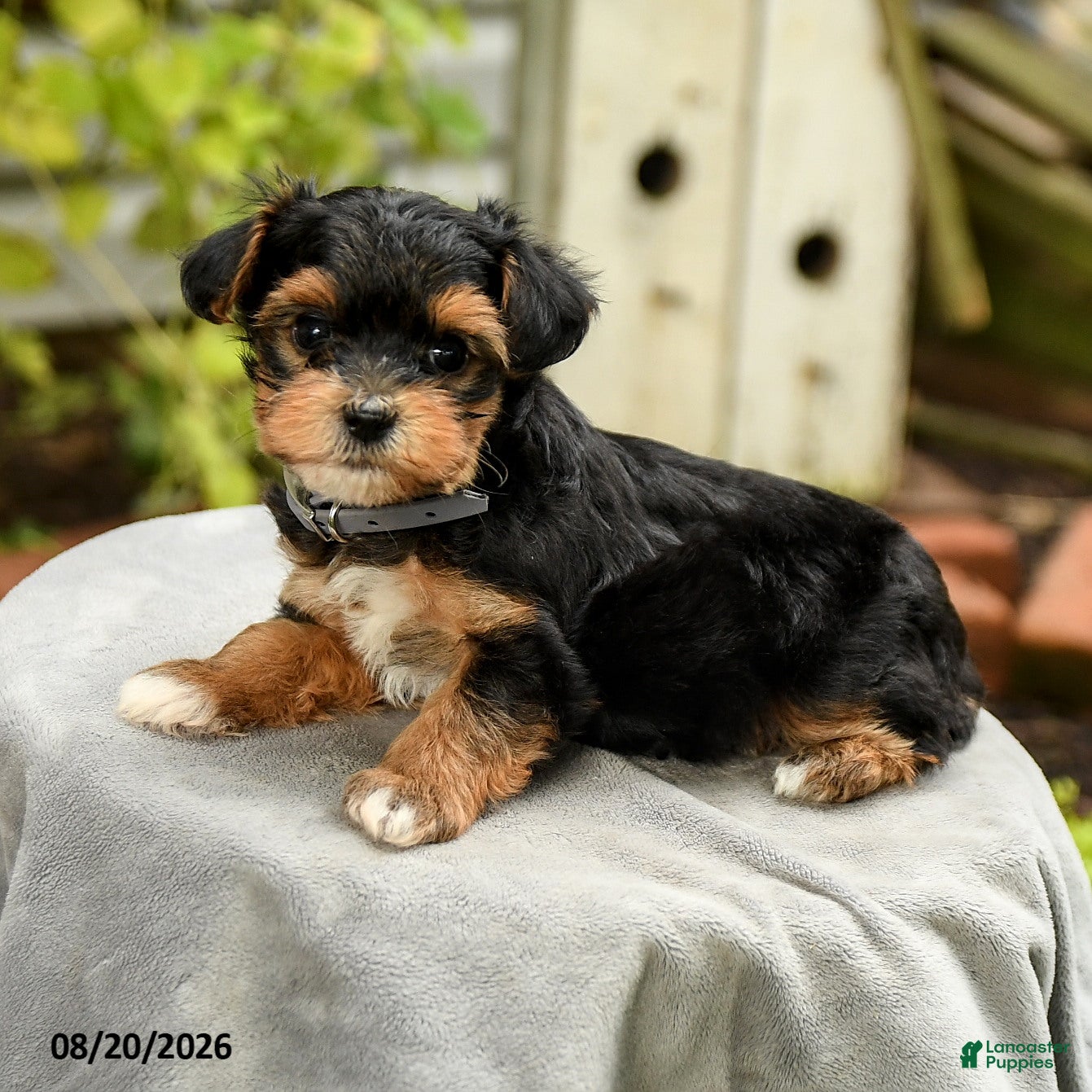Yorkiepoo dogs Porter - Ad 2