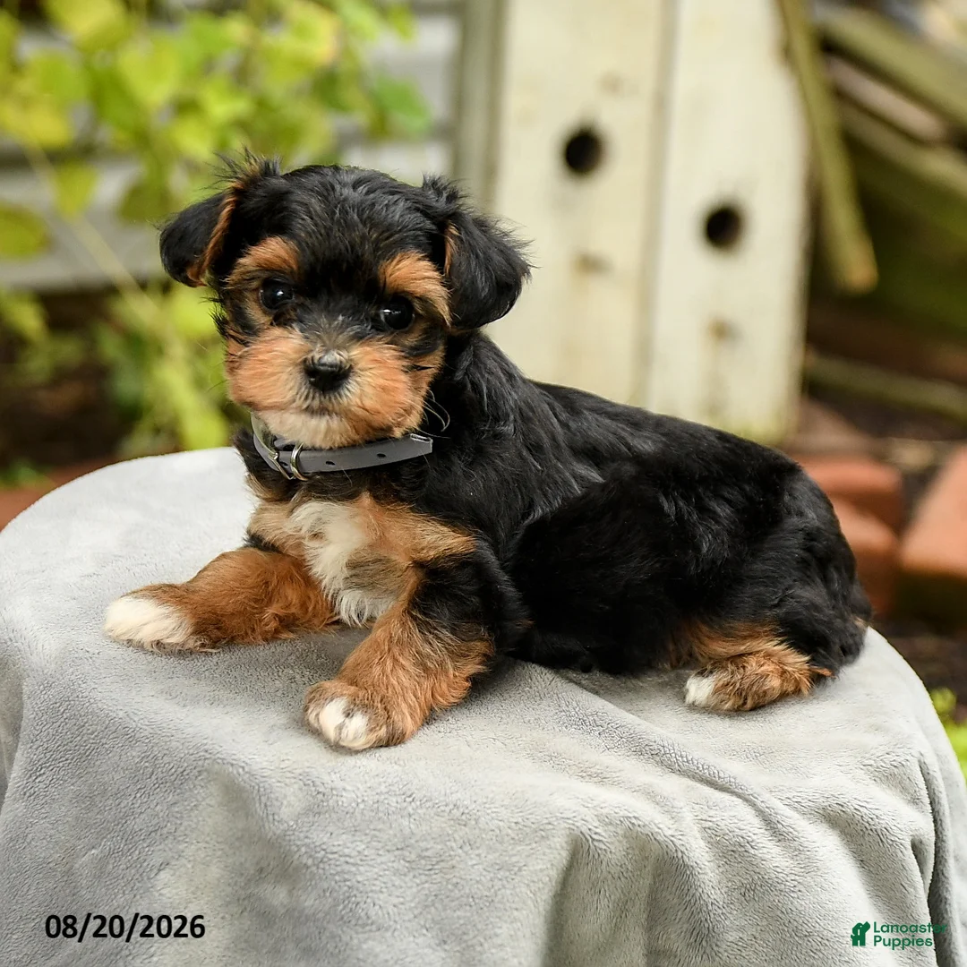 Yorkiepoo dogs for sale: Porter - Ad 2