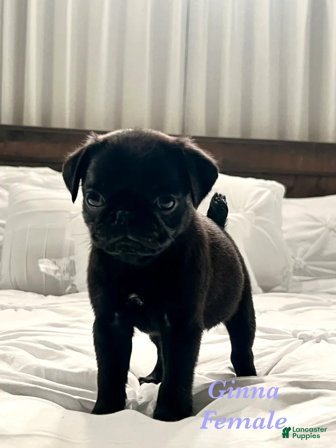 Pug dogs for sale: Ginna - Ad 1