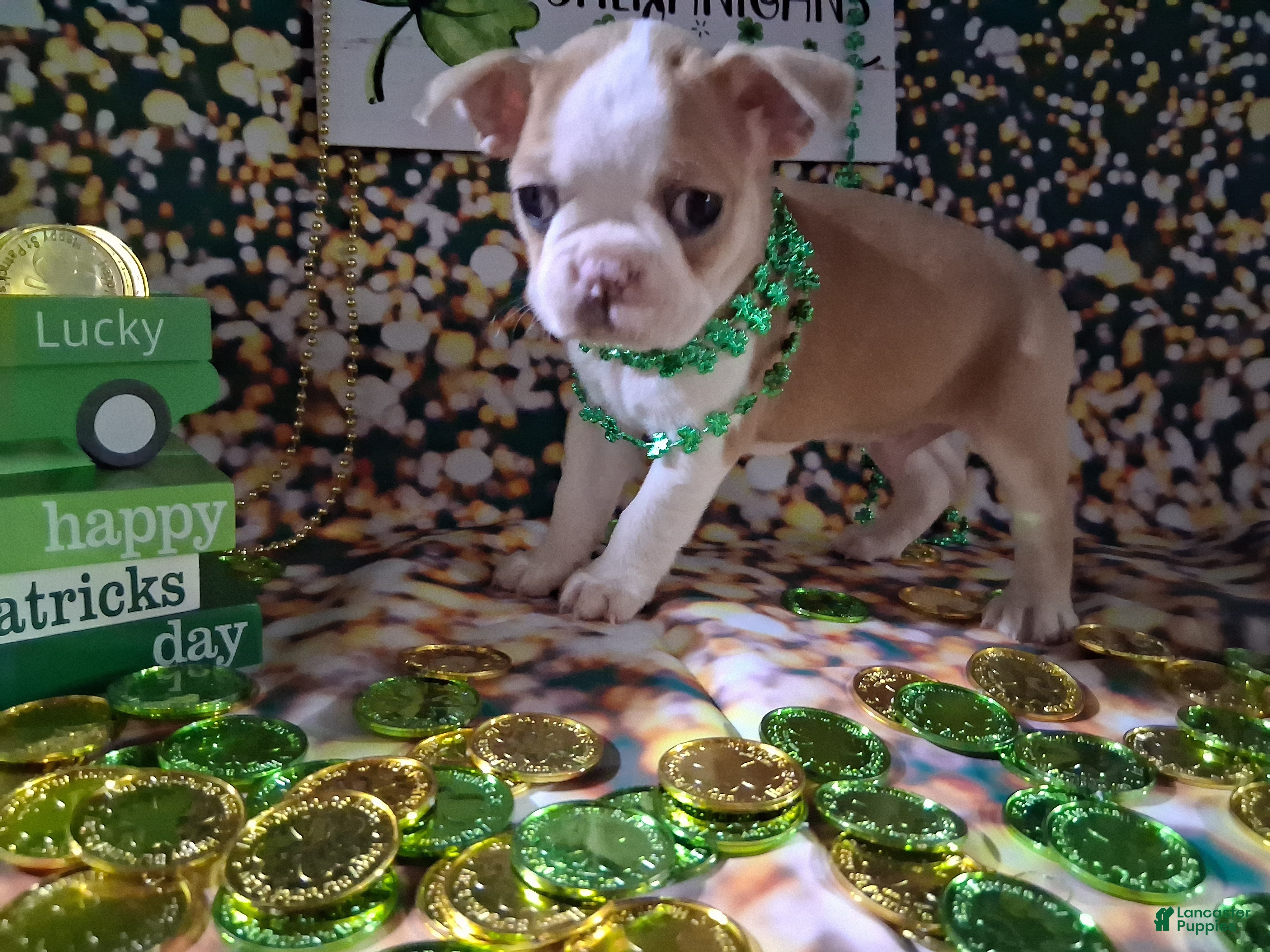 Boston Terrier dogs Prince Daemon - Ad 1