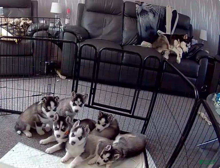 Siberian Husky dogs Siberian Husky 1 - Ad 14