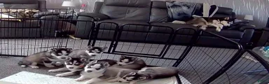 Siberian Husky 1