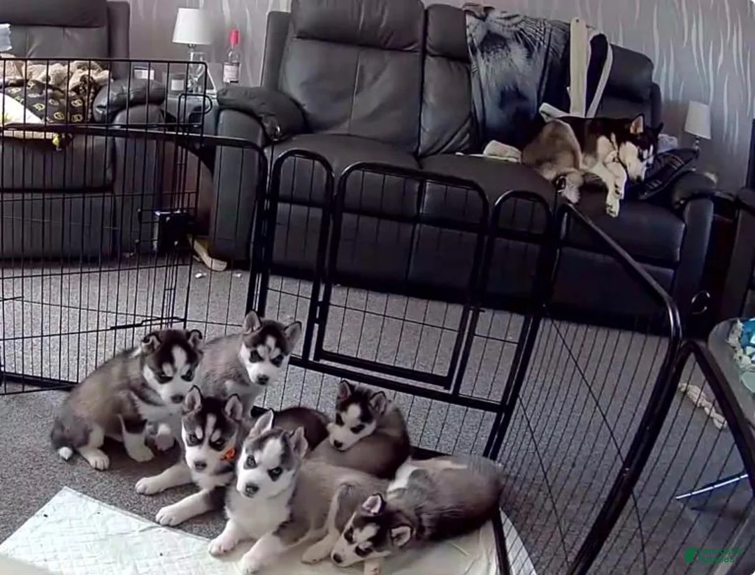 Siberian Husky dogs for sale: Siberian Husky 1 - Ad 1