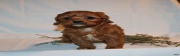 Cavapoo dogs for sale: Stacey  - Ad 7
