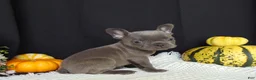 French Bulldog dogs for sale: Missy - Ad 1